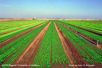 Mixed  baby leaf lettuce produced at high densities on 84" beds