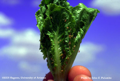 Lettuce aphid apterea infesting romaine lettuce terminal
