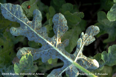 Melon aphids infesting a watermelon leaf