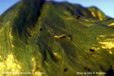 Cabbage looper on head of lettuce