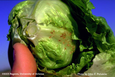 Budworm / bollworm damage on head lettuce