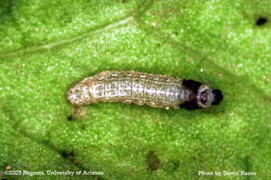 Beet armyworm mortality to Confirm - 2 DAT