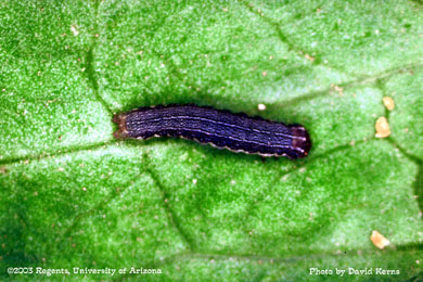 Beet armyworm mortality to Bt - 2 DAT