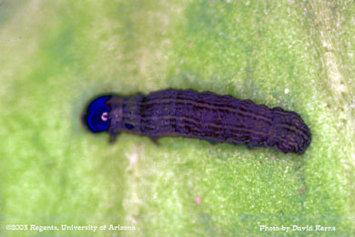 Beet armyworm mortality to Bt - 3 DAT