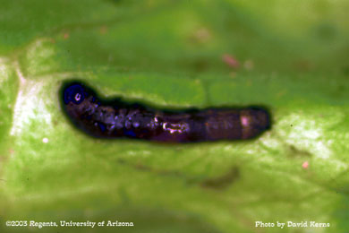Beet armyworm mortality to Bt - 4 DAT