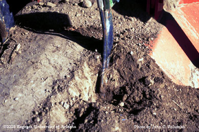 Sub-surface application of Admire to lettuce beds