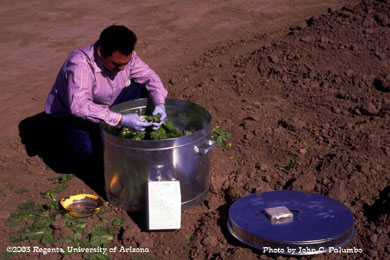 Sampling for aphids using aphid Cans in lettuce