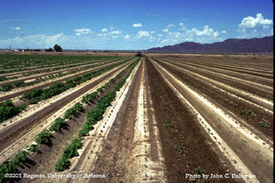 Melon Trap crop in cauliflower for whitefly control