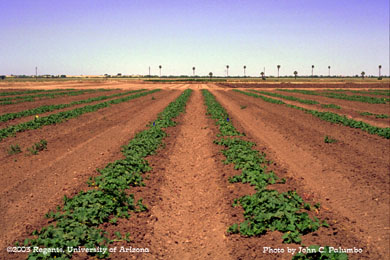 Melons at mid-season following Admire application on Yuma beds 