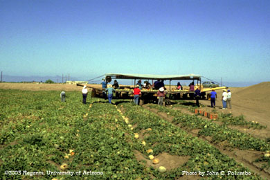 Cantaloupes being hand-harvested and packed in field 