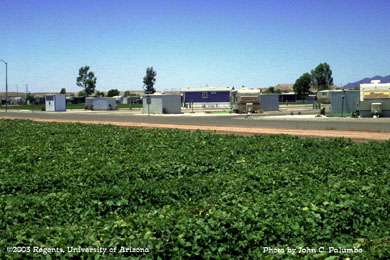 Melon production adjacent to RV park