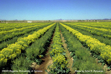 Male and female broccoli plants for Brassica seed production 