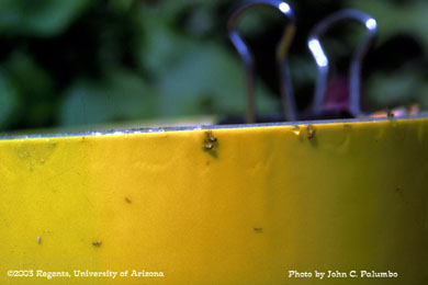 Liriomyza leafminer adult captures on yellow sticky trap