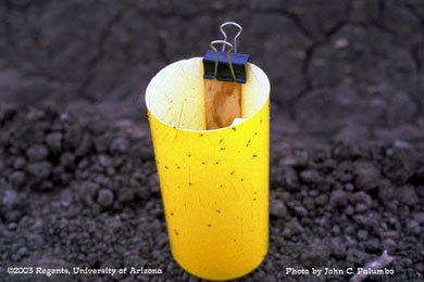 Placement of yellow sticky trap for monitoring leafminers in lettuce