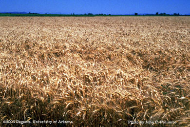 Mature wheat near harvest
