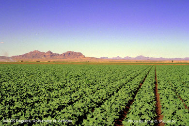 Mid season cotton production in the Dome Valley
