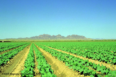 Mid season cotton production in the Dome Valley