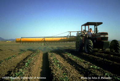 Cauliflower plots being sprayed with a Deganya air assist sprayer