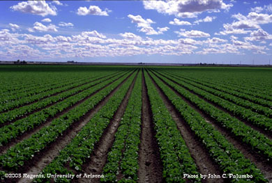Head lettuce field growing in the Yuma Valley of Arizona
