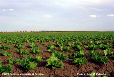 Head lettuce field growing in the Yuma Valley of Arizona