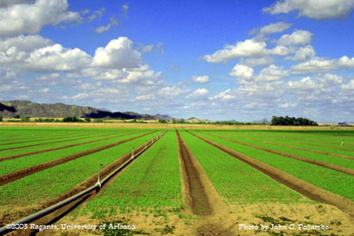 Baby lettuce field growing in the Gila Valley of Arizona