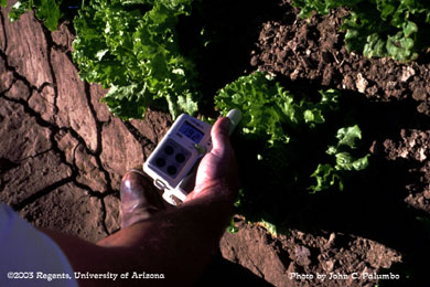 Measuring chlorophyll content of lettuce plant treated with Admire