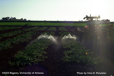 Melons plots being sprayer with a hydraulic sprayer