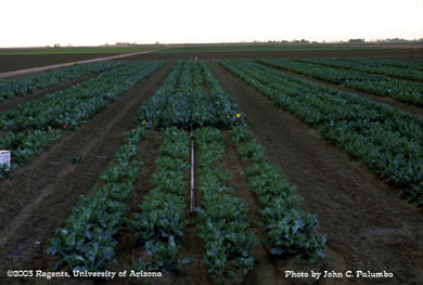Broccoli plots treated with mycotrol via chemigation for control of whiteflies