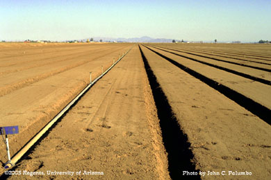 Baby spinach field being germinated in the Yuma Valley, Arizona