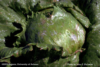 Scarring on untreated lettuce head by western flower thrips 