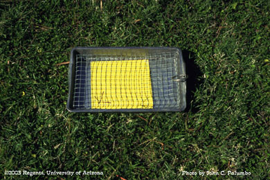 Beat pan with sticky trap used for dislodging thrips from lettuce plants and estimating relative abundance