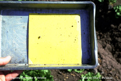 Beat pan with sticky trap used for dislodging thrips from lettuce plants and estimating relative abundance
