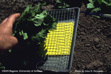 Beat pan with sticky trap used for dislodging thrips from lettuce plants and estimating relative abundance