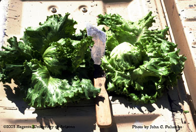 Comparison of head quality (yellowing) in Admire -treated and untreated head lettuce