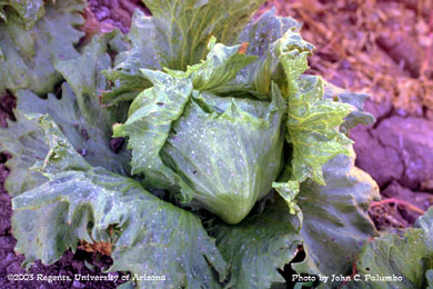 Scarring on untreated lettuce head by western flower thrips 