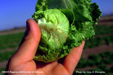 Feeding damage by tobacco budworm on developing  lettuce head 