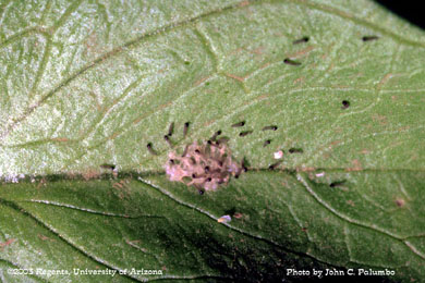 Beet armyworm larvae  hatching from egg mass on lettuce leaf