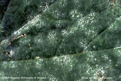 Powdery mildew spores on the upper surface of melon leaf
