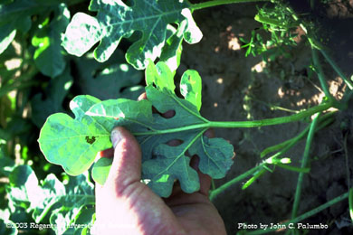 Sampling for squash bug egg masses on watermelon leaf