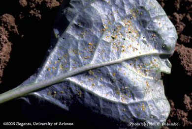 Infestation of whitefly nymphs on leaf of untreated cauliflower plant