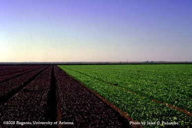  Green and baby lettuce field growing in the Yuma Valley of Arizona