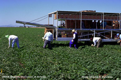 Melon harvest in Yuma Valley, Arizona