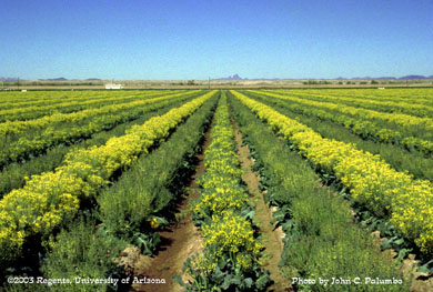 Broccoli seed crop production in the Yuma Valley, Arizona