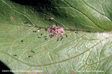 Beet armyworm larvae  hatching from egg mass on lettuce leaf