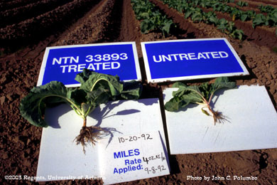 Impact of whitefly feeding on untreated cauliflowers plants