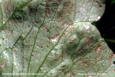 Scarring on untreated lettuce head by western flower thrips 