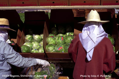 Head lettuce harvest in the Yuma Valley of Arizona