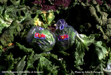 Head lettuce harvest in the Yuma Valley of Arizona