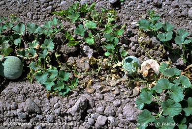 Damage to untreated cantaloupe plant resulting  from whitefly feeding 