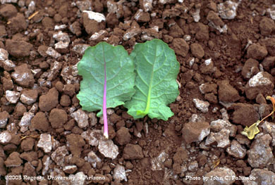 Impact of whitefly feeding on untreated section of cauliflowers field (left half)